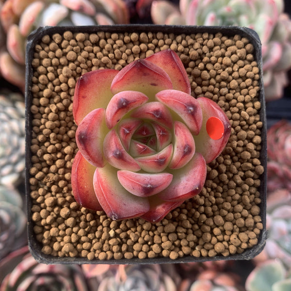 Echeveria Agavoides 'Fire Pillar' 1"-2" Succulent Plant