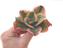 Echeveria 'Tornado' Variegated 3" Succulent Plant