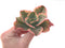 Echeveria 'Tornado' Variegated 3" Succulent Plant