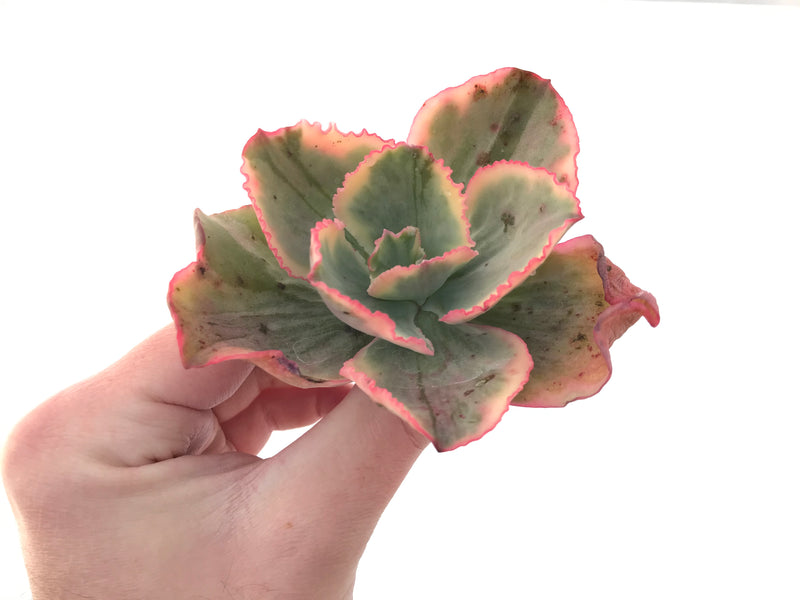 Echeveria 'Tornado' Variegated 3" Succulent Plant