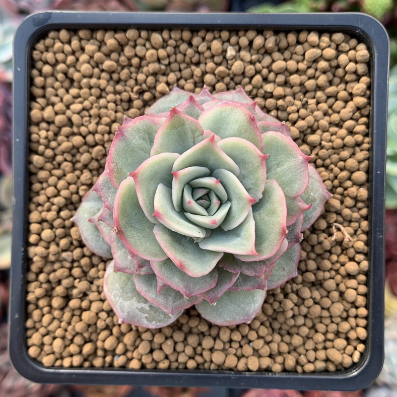 Echeveria ‘Ice Love’ Lightly Variegated 2” Succulent Plant