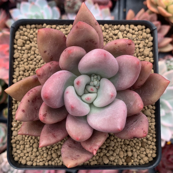 Graptoveria 'Ruby Donna' 3"-4" Succulent Plant