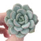 Echeveria 'Ice Cream' 2" Powdery Succulent Plant