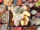 Cotyledon 'Orbiculata' Variegated 2" Succulent Plant