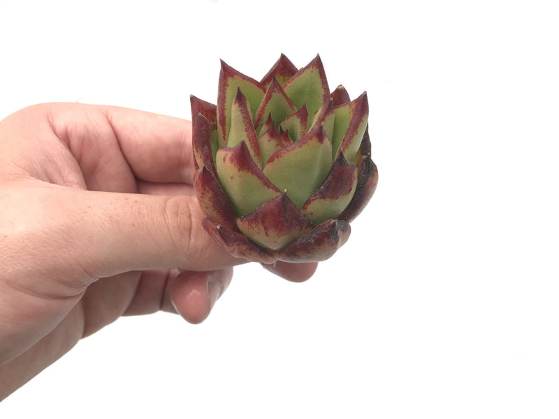 Echeveria Agavoides ‘Ebony' Seedling 1'-2” Rare Succulent Plant