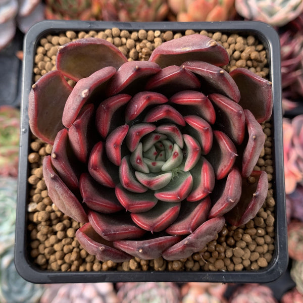 Echeveria Agavoides 'Red Bell' 3" New Hybrid Succulent Plant