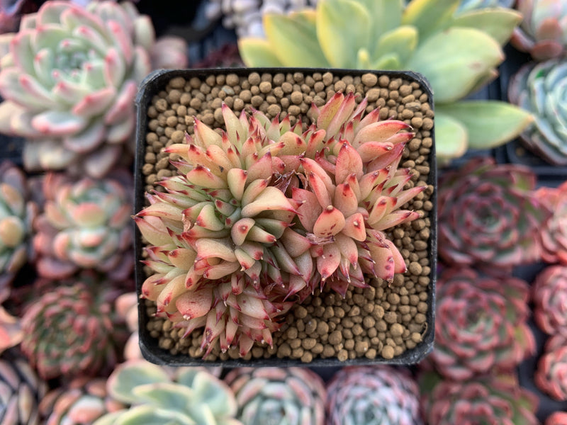 Echeveria Agavoides 'Ebony' Crested 2"-3" Succulent Plant