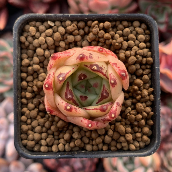 Echeveria Agavoides 'Ilina' New Hybrid 1" Succulent Plant