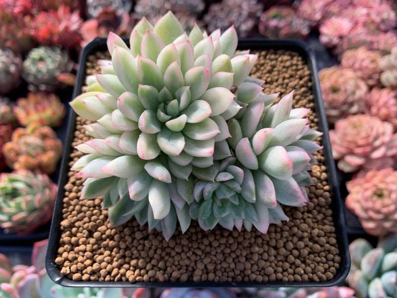 Echeveria 'Mebina' Variegated 4" Cluster Succulent Plant