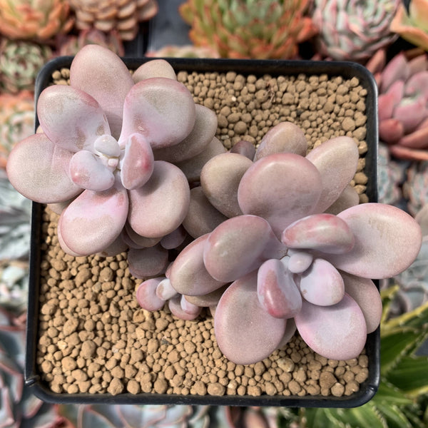 Graptopetalum 'Amethystinum’ 3"-4” Cluster Succulent Plant