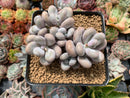 Pachyphytum Oviferum 'Moon Stone' 4" Cluster Succulent Plant