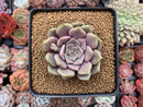 Echeveria 'Pastel Leon' 3"-4" New Hybrid Powdery Succulent Plant