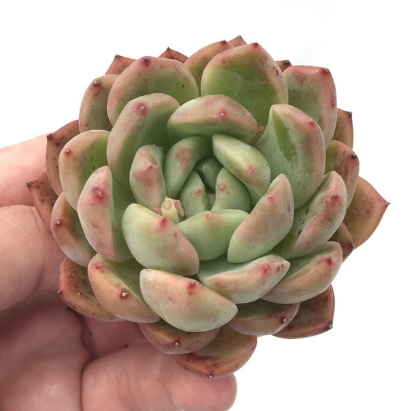 Echeveria sp. 3" Succulent Plant