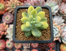 Pachyveria 'Walth' Variegated 2" Rare Succulent Plant