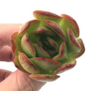 Echeveria Agavoides 'Glam Pink' 1"-2" Succulent Plant