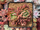 Echeveria Agavoides 'Denteulajjaem' 4" Cluster Succulent Plant