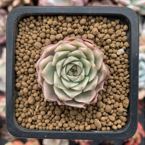 Echeveria 'Margaret' Variegated 1" Succulent Plant