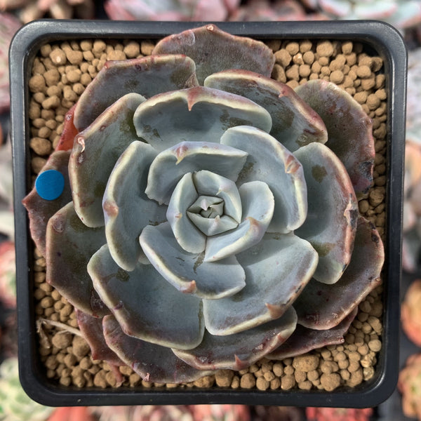 Echeveria 'Color Liner' 2"-3" Succulent Plant