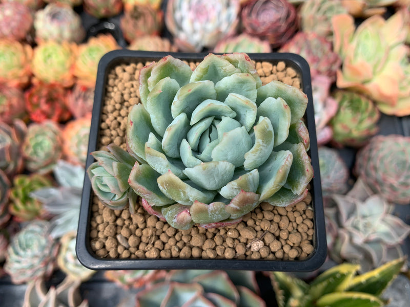 Echeveria 'Lemon Berry' Mutated/Variegated 2" Succulent Plant