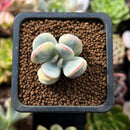 Cotyledon 'Orbiculata' Variegated 1" Cutting Succulent Plant *Cutting*