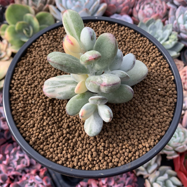 Cotyledon 'Orbiculata' Variegated 3" Very Rare Succulent Plant