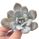 Echeveria 'Laui' 2" Powdery Succulent Plant