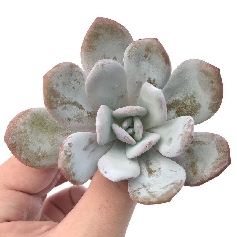 Echeveria 'Laui' 2" Powdery Succulent Plant