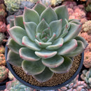 Echeveria Agavoides 'Shallot' 6" Large Succulent Plant