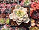 Pachyveria 'Worthy One' Variegated 2" Succulent Plant