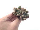 Graptoveria 'Ruby Donna' 2" Succulent Plant