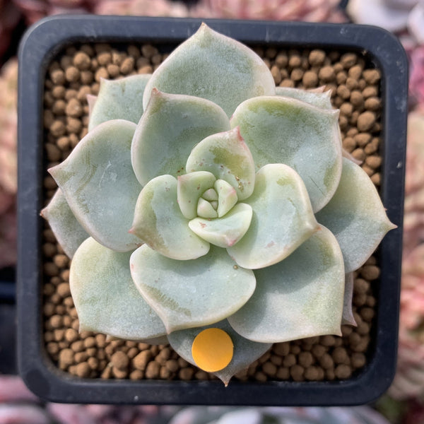 Echeveria 'Hakubotan' Variegated 1"-2" Succulent Plant