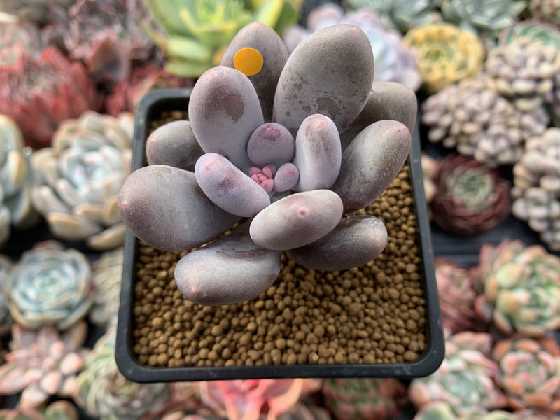 Pachyveria 'Beauty' 2" Powdery Succulent Plant