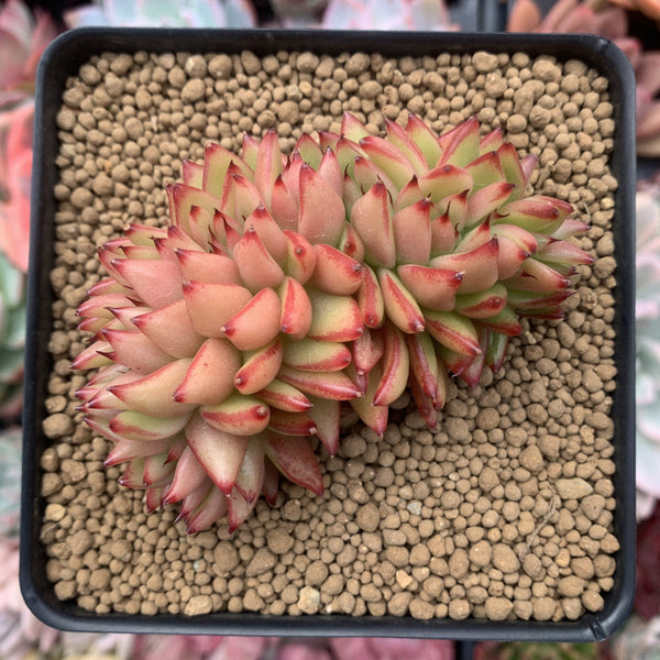 Echeveria Agavoides 'Elkhorn' Crested 4" Succulent Plant