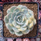 Echeveria 'Bluette ' 3" Large Variegated Succulent Plant