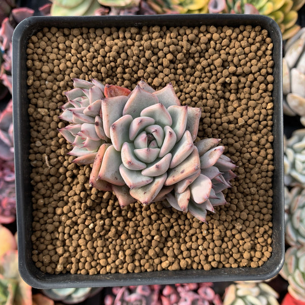 Echeveria 'Larega' Cluster 2"-3" Succulent Plant