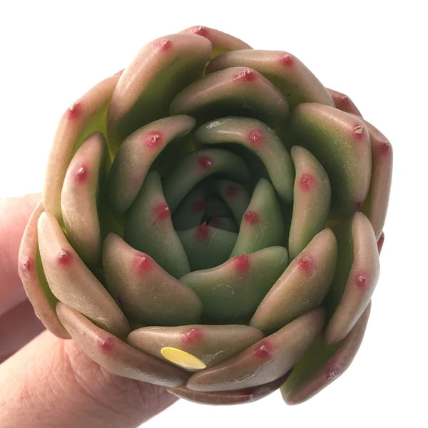 Echeveria Agavoides 'Labyrinth' New Hybrid 2" Succulent Plant