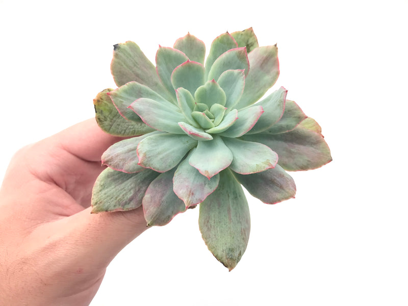 Echeveria 'Luella' Variegated 4" Succulent Plant