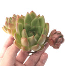 Echeveria Agavoides 'Bravo' Cluster 3"-4" Succulent Plant