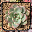 Echeveria Agavoides 'Shallot' 3" Succulent Plant