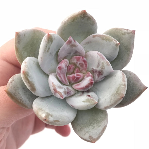 Echeveria Trumso 2”-3” Rare Succulent Plant