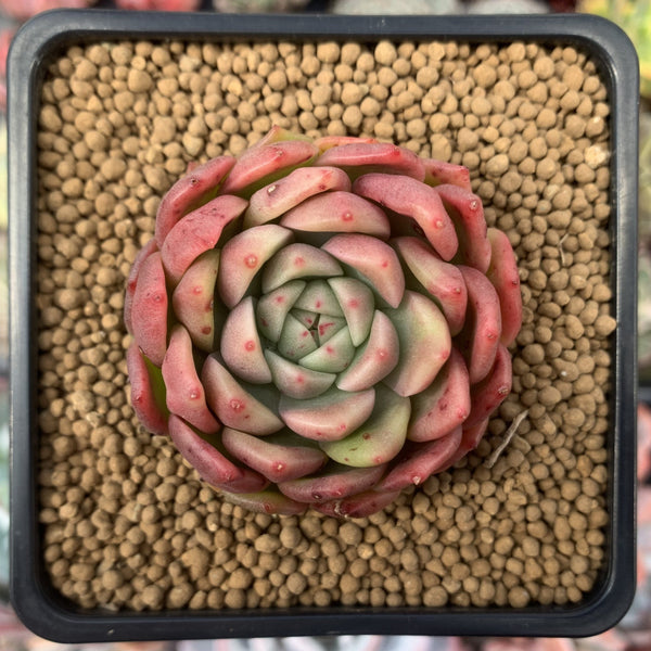 Echeveria Agavoides sp. 2"-3" Succulent Plant