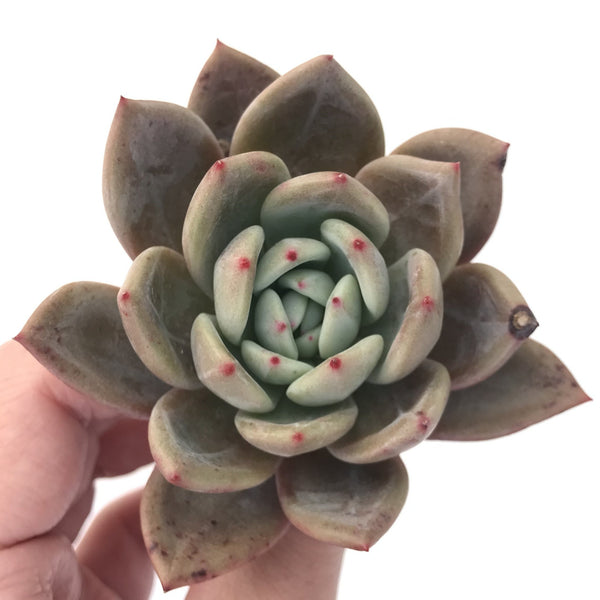 Echeveria Agavoides 'Baekya' 3"-4" Succulent Plant