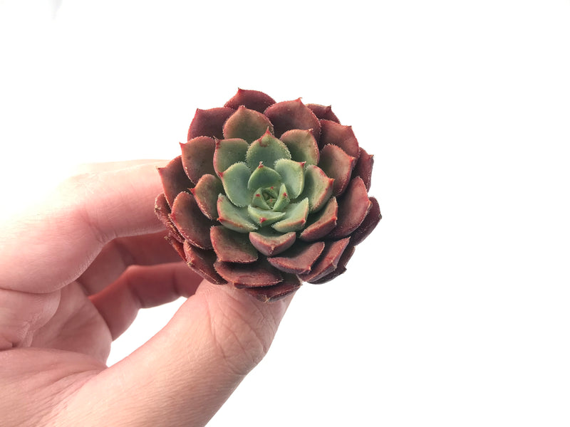 Echeveria 'Bath Bomb' 2" Succulent Plant