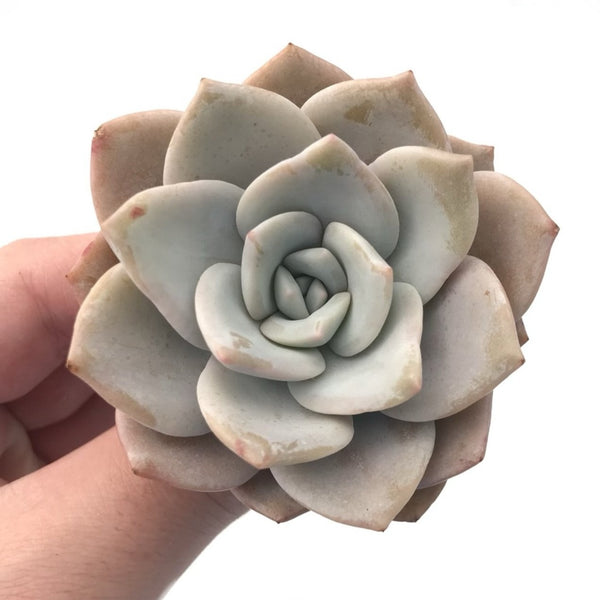 Echeveria ‘Missing You’ New Hybrid 2” Rare Succulent Plant