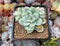 Sedum 'Clavatum' Variegated 2"-3" Succulent Plant