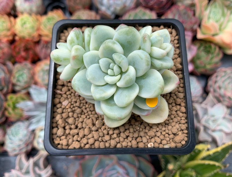 Sedum 'Clavatum' Variegated 2"-3" Succulent Plant