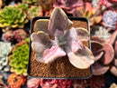 Pachyveria 'Jocelyns Joy' Variegated 1"-2" Succulent Plant