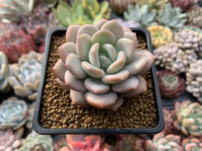 Echeveria 'Ice Cream' 3" Succulent Plant