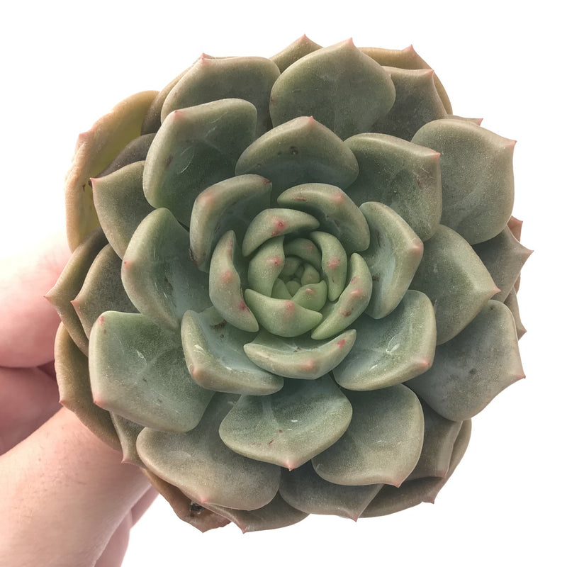 Echeveria Agavoides sp. 3" Succulent Plant