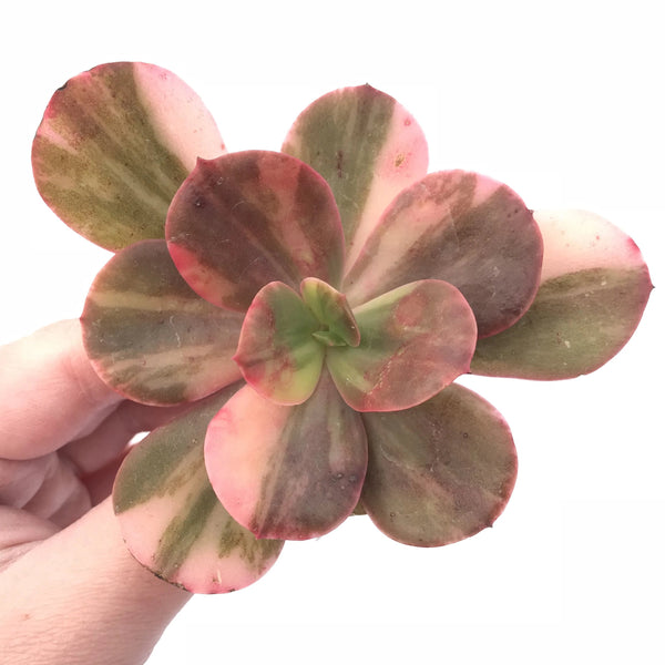 Echeveria Premaddona Variegated 4” Specimen Rare Succulent Plant